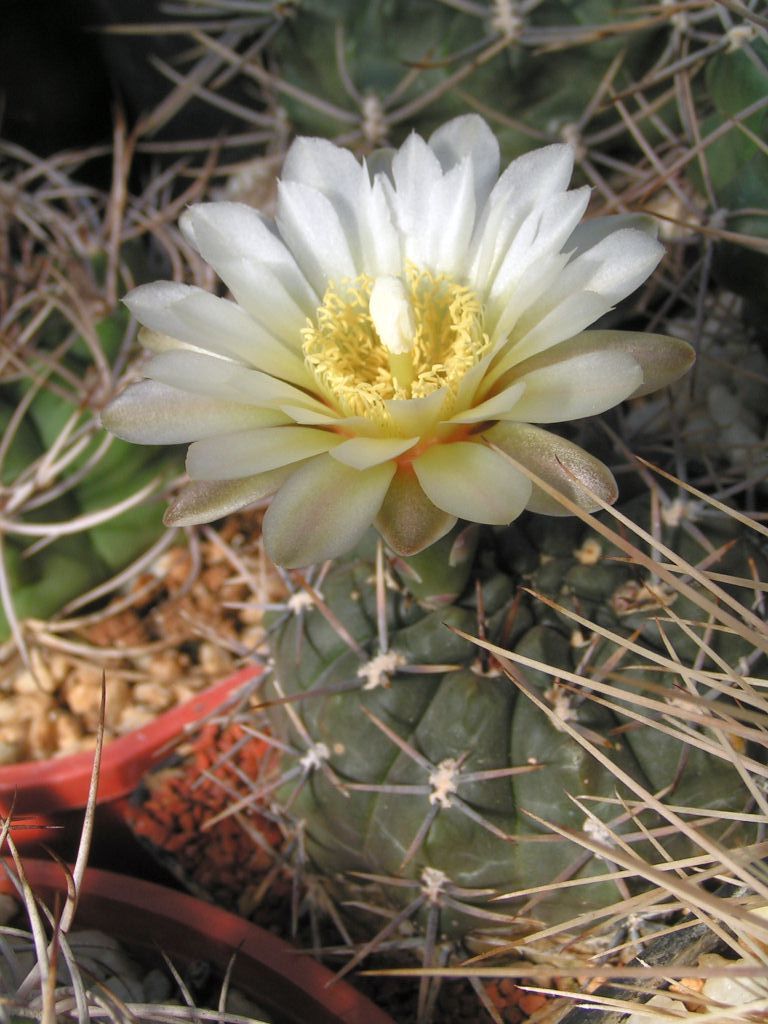 Gymnocalycium Gibosum v. Chubutense